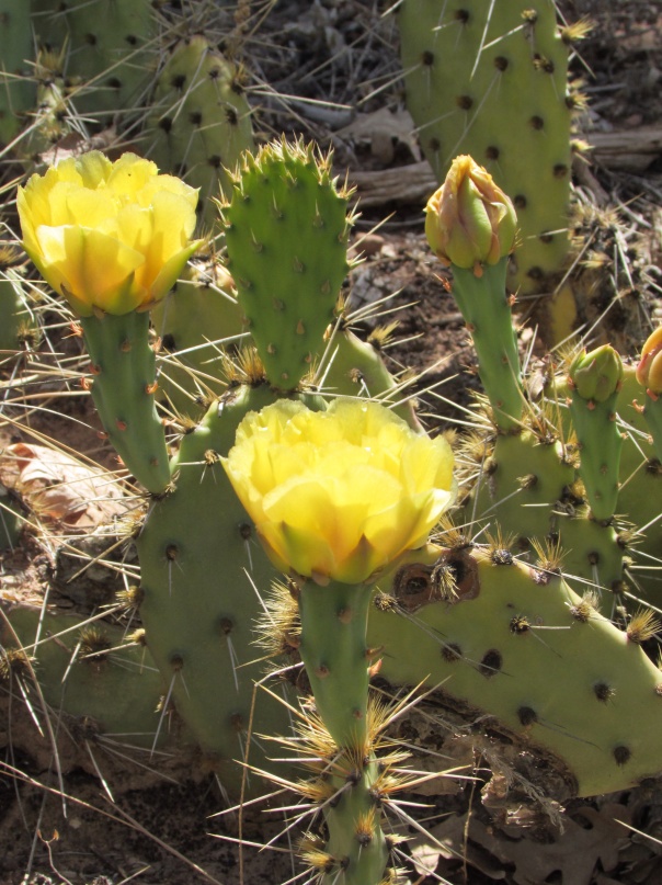 And beautiful cactus plants named Prickly Pear, yellow....